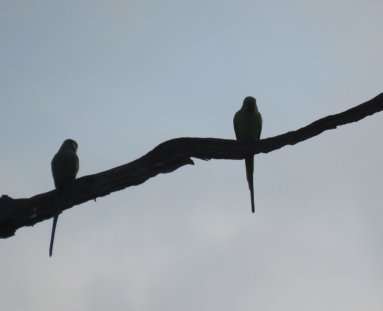  Ring necked Parakeets 